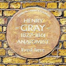Henry Gray, SW1 - Wilton Street
